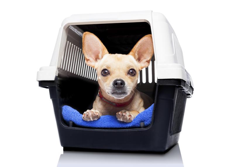 Dog in a crate