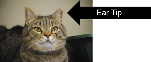 Image showing cat pointing to eartip