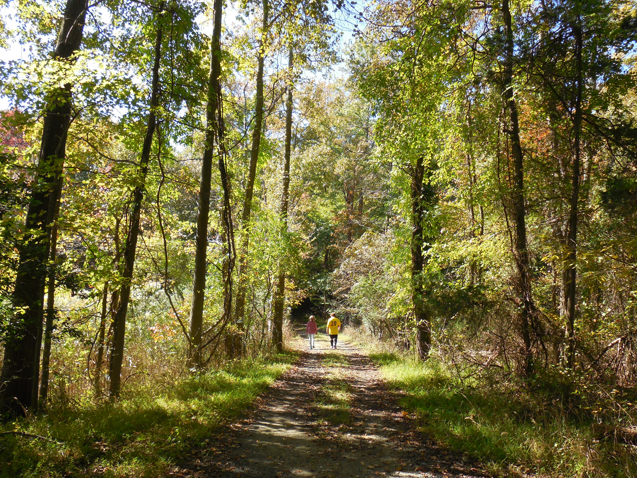 walking trail in woods
