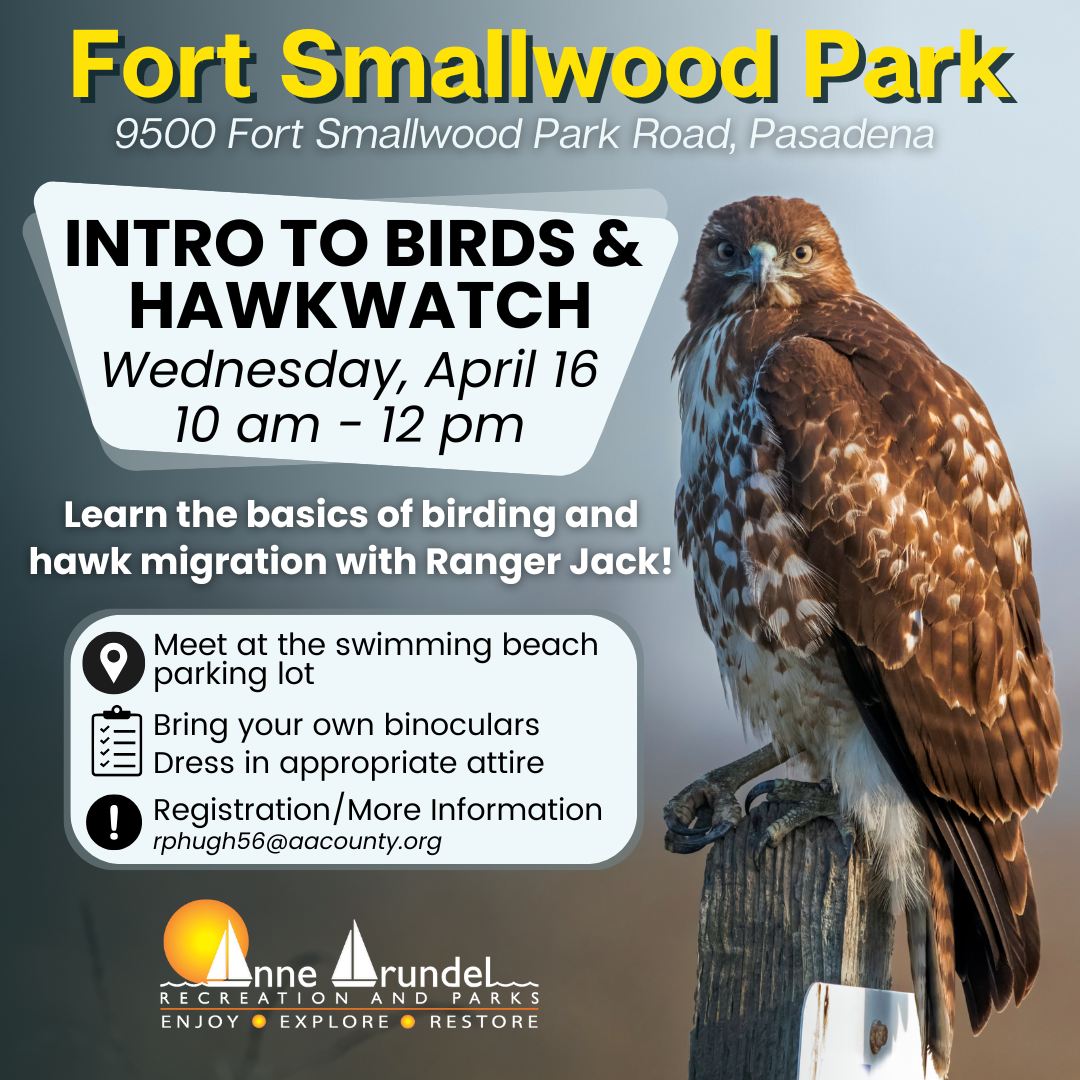 Intro to Birds & Hawkwatch