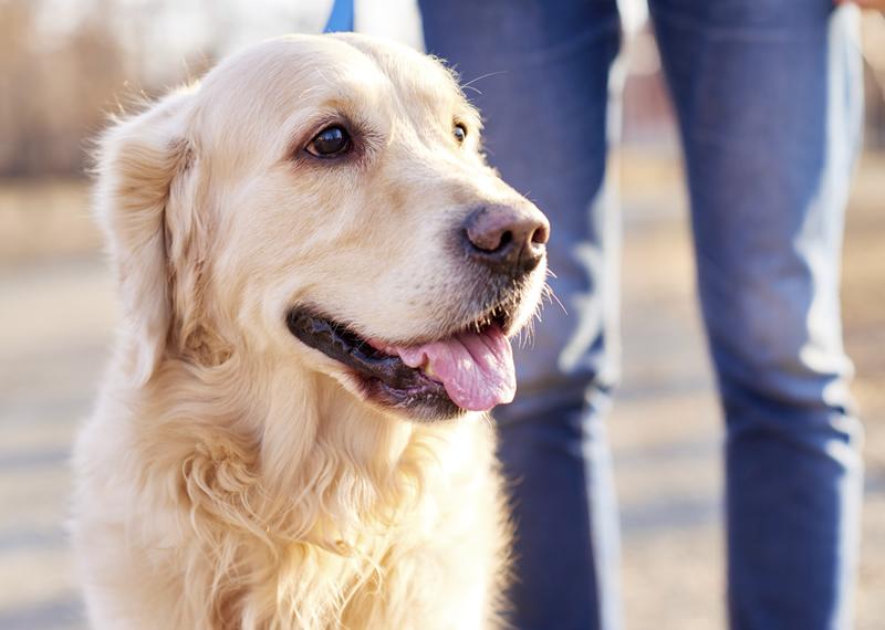 Golden Retriever