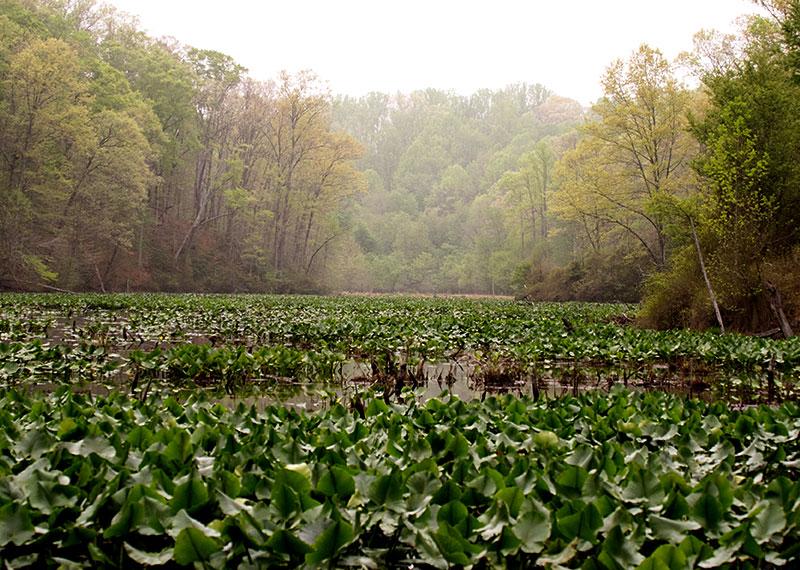 Bacon Ridge Natural Area