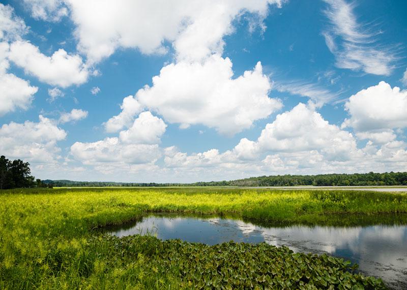 Jug Bay Natural Area on the Patuxent River