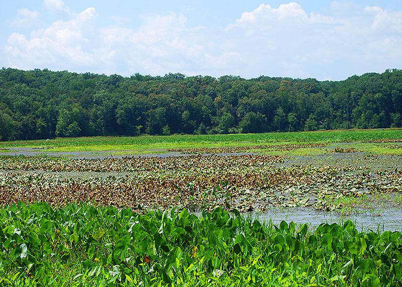 Oxbow Natural Area