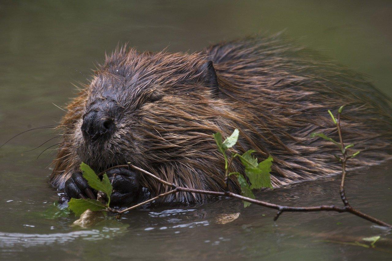 Beaver