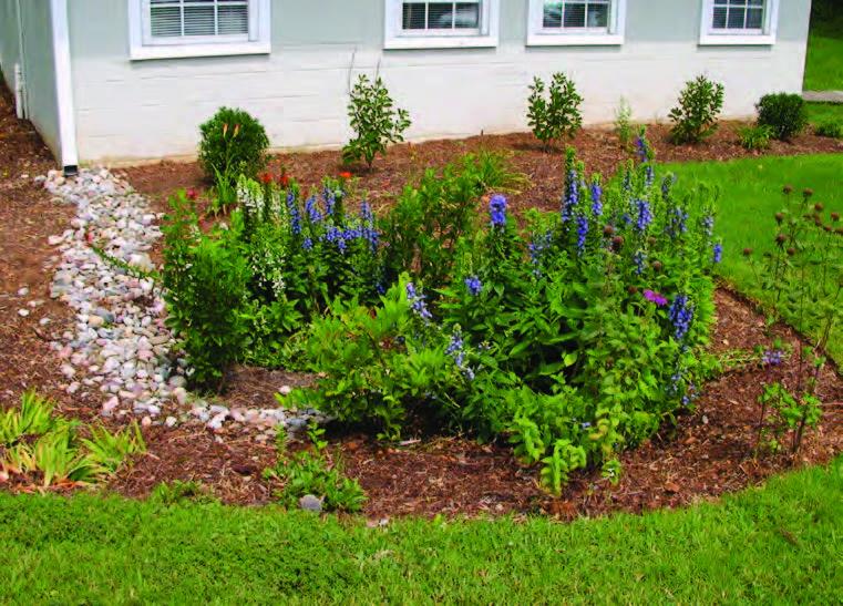 Example of Rainscaping