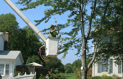 Worker trimming tree