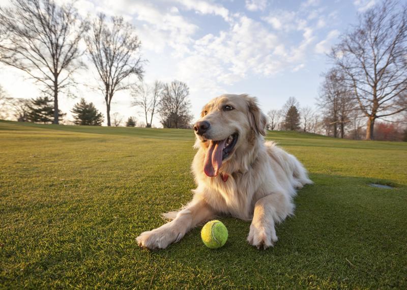 Dogs in the Park