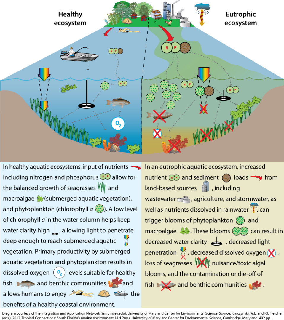 Healthy vs. Eutrophic System