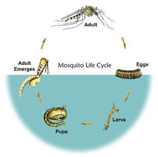 Lifecycle of a Mosquito