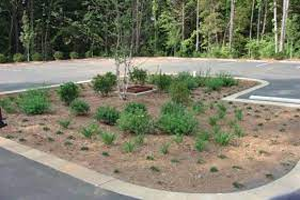 Storm Water Management Rain Garden