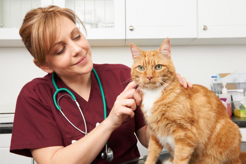 Veterinarian treating a cat