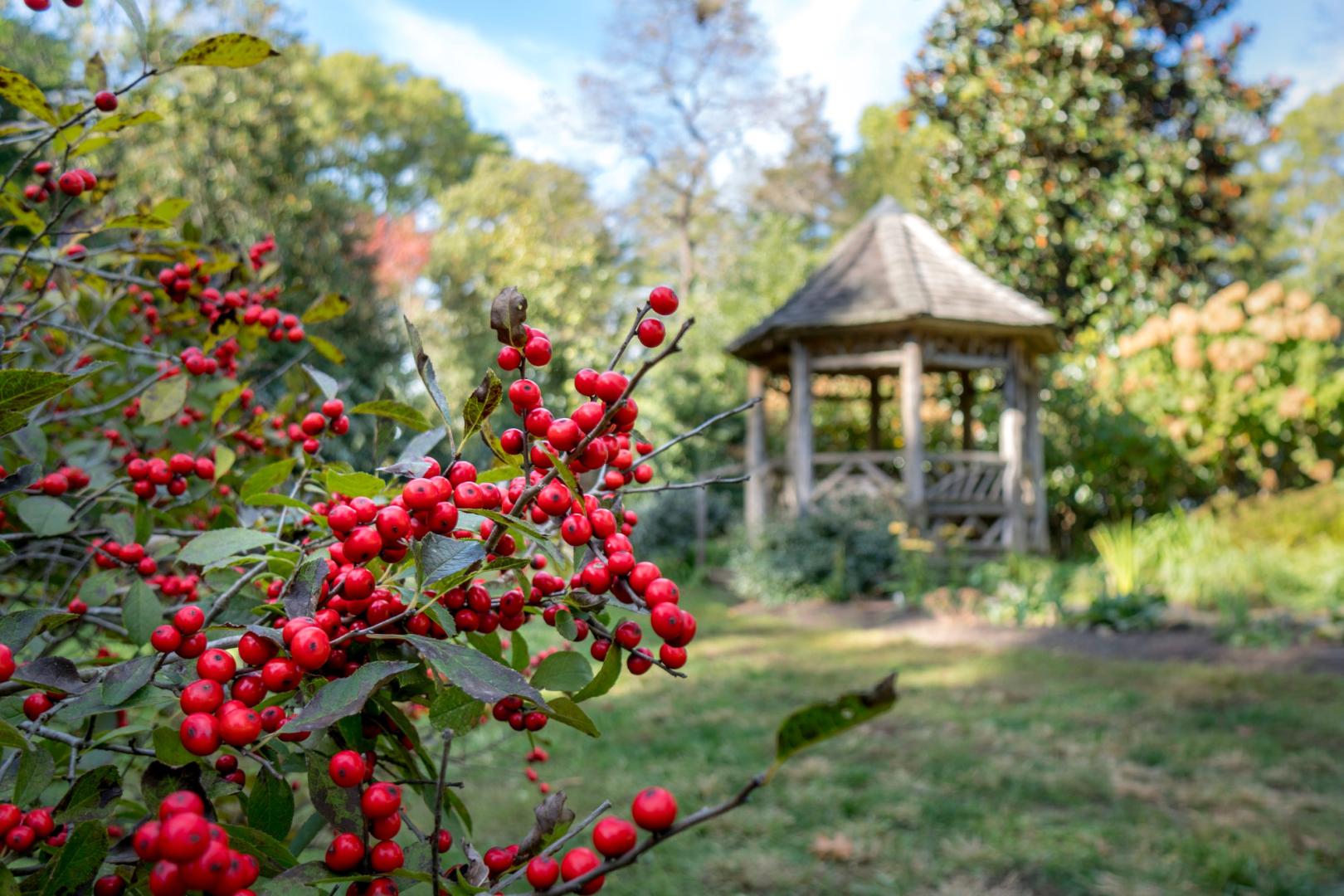 Zoomed in shot of berries with gazebo in background