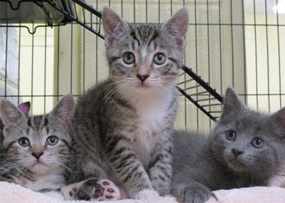Kittens 