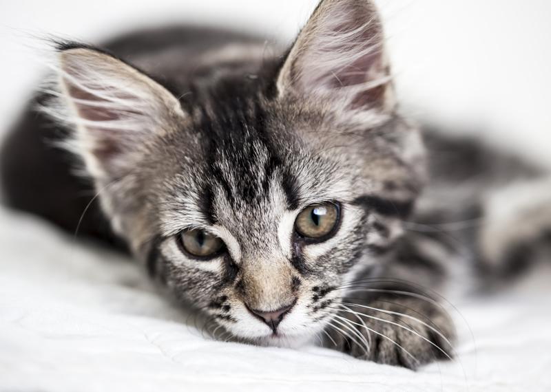 Grey cat laying down