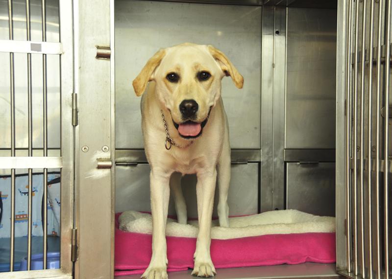 Dog in kennel