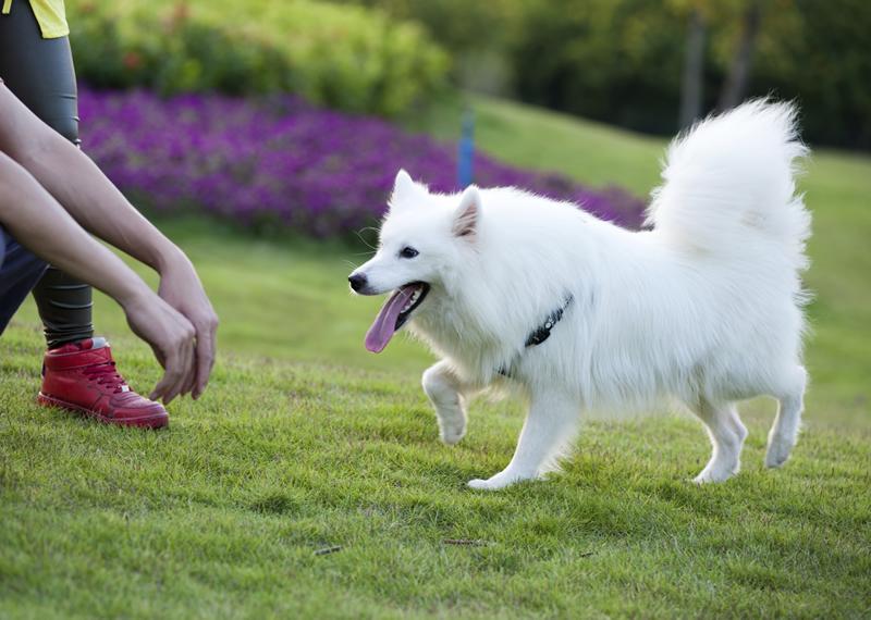 Dog walking to person