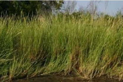 Marsh Grasses