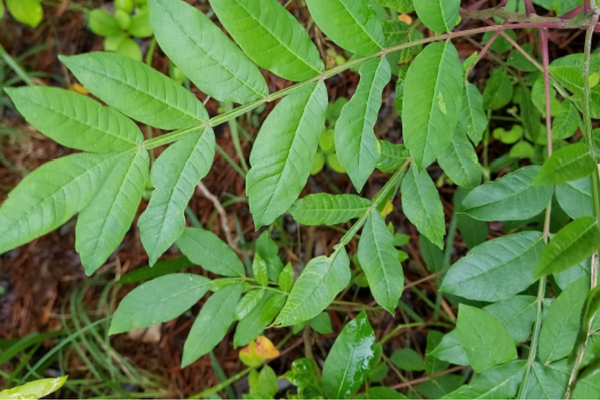 Picture of a plant