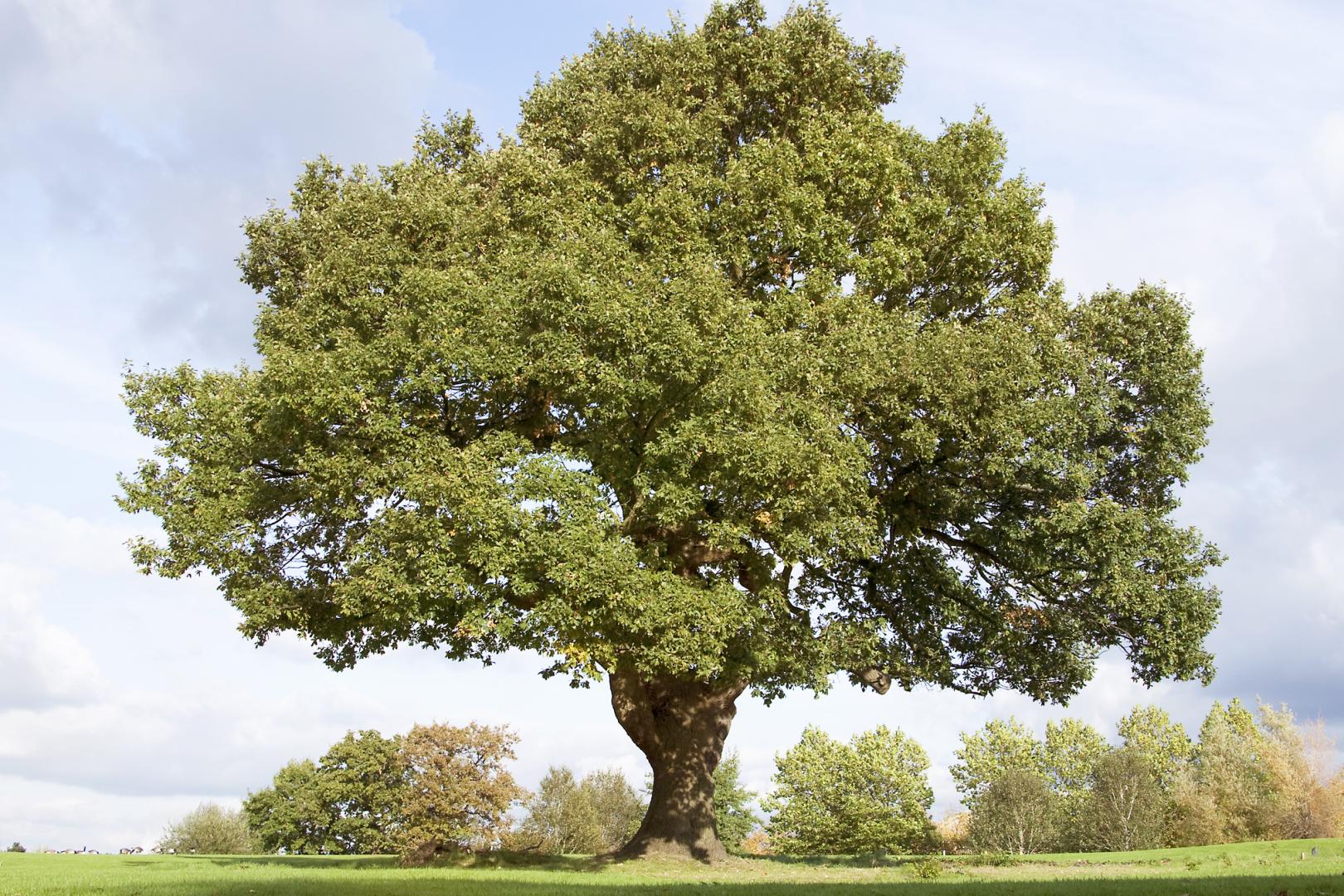 Oak Decline