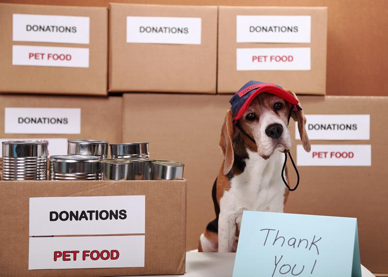 Dog with pet food donation boxes