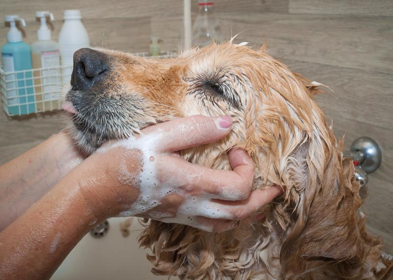 Dog being given bath