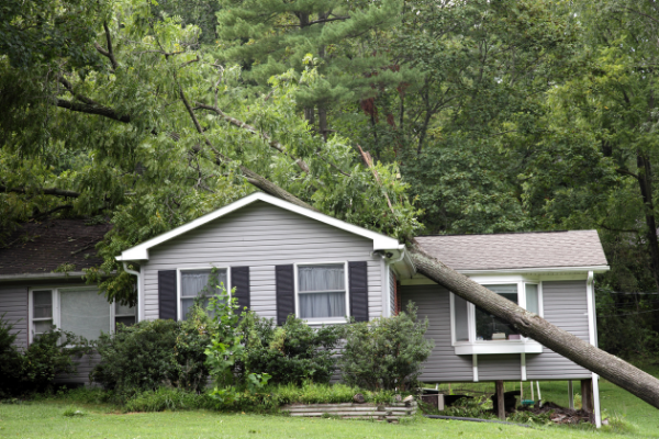 Tree leaning on house