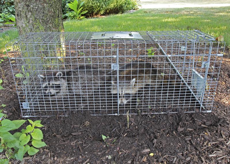 Racoons in a cage