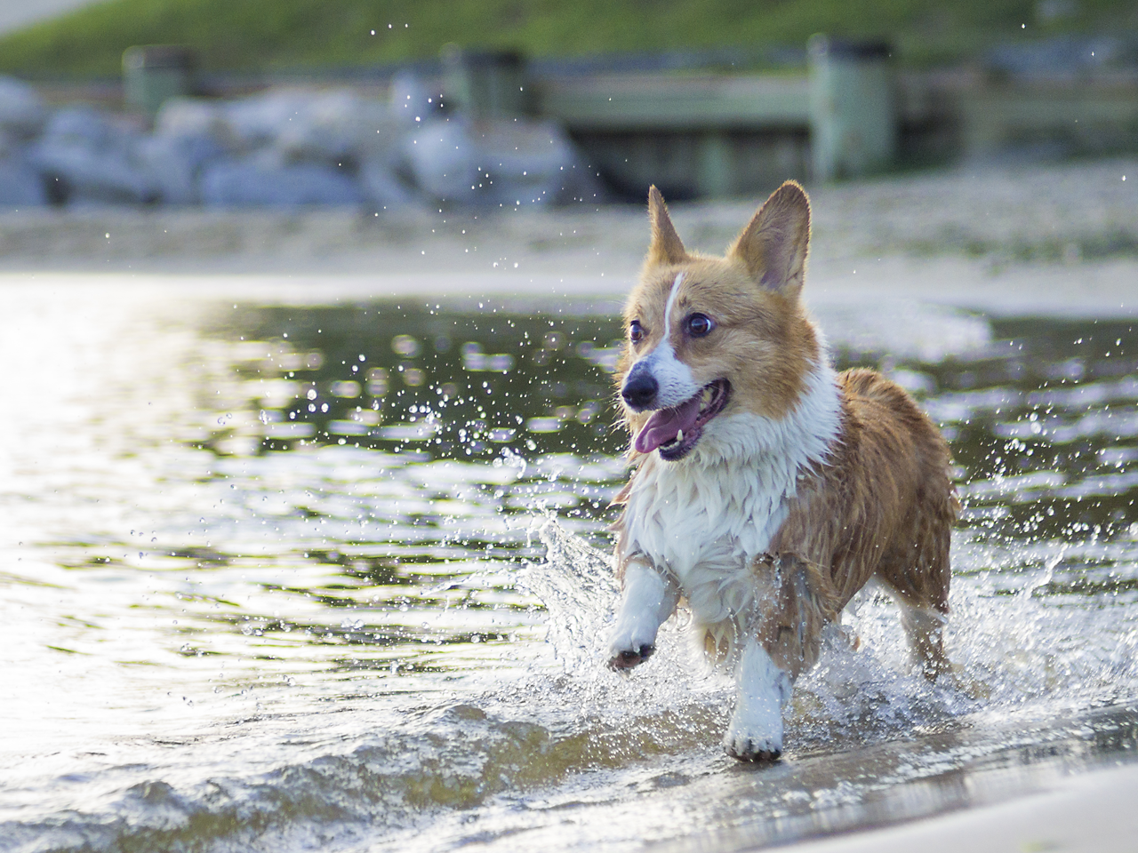 Dog Beach