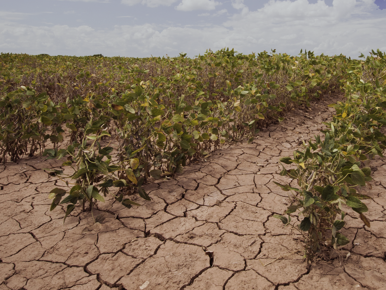 Drought Field