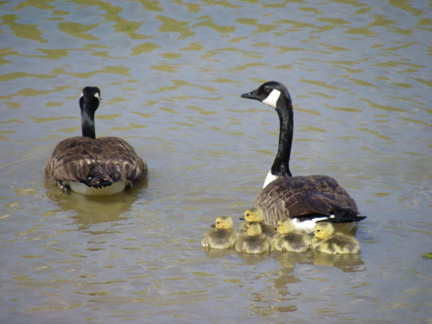 Baby Geese