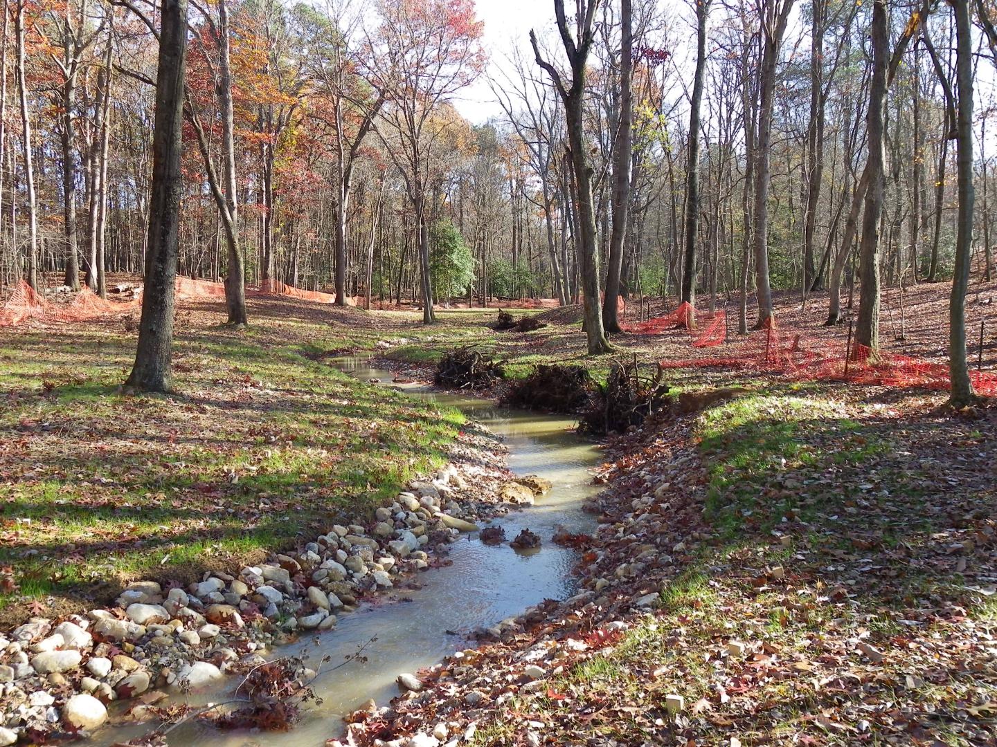 Stream surrounded by trees