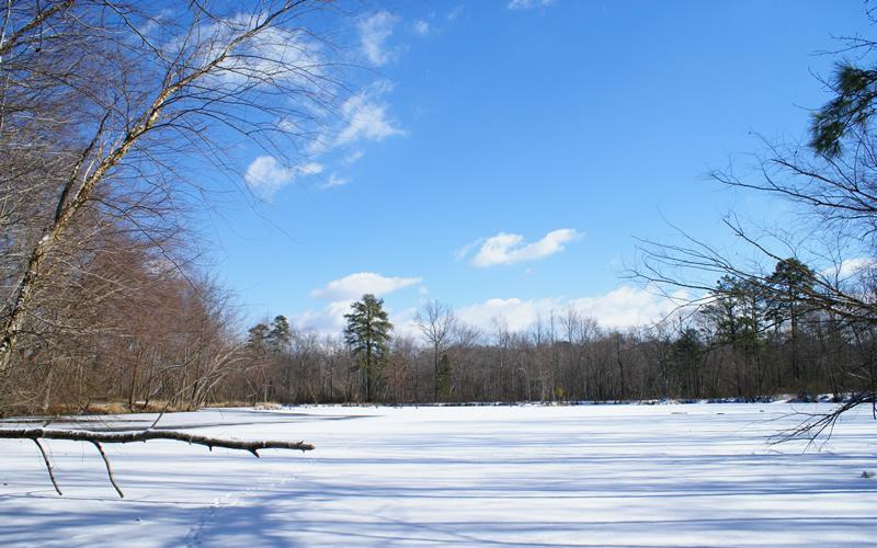 Fox Footprints at Patuxent Ponds