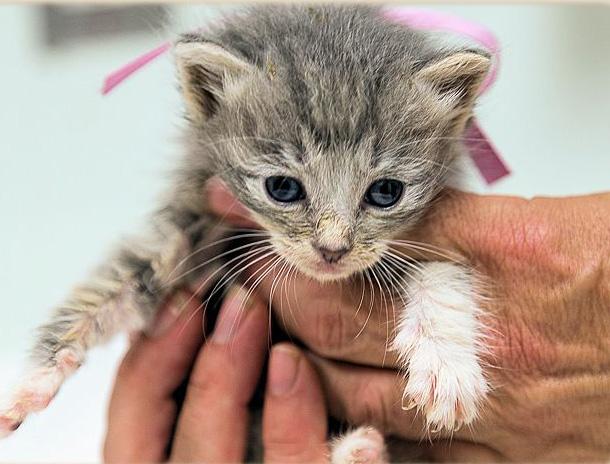 Kitten