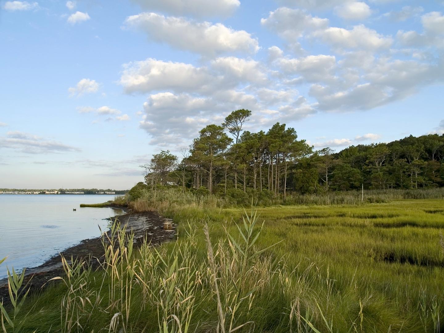 Emergent Grasses