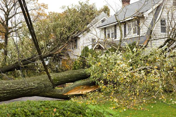 Tree fell into house