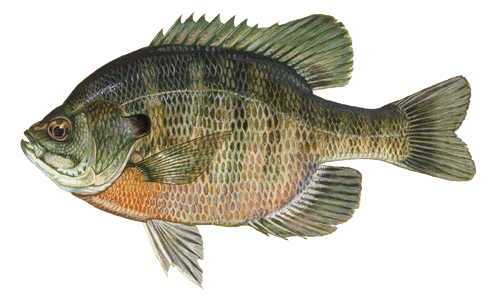 Bluegill