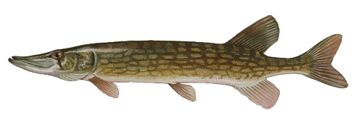 Chain Pickerel