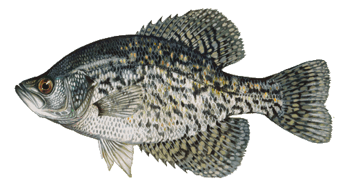 Crappie Fish