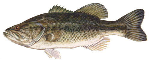 Largemouth Bass