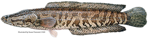 Northern Snakehead