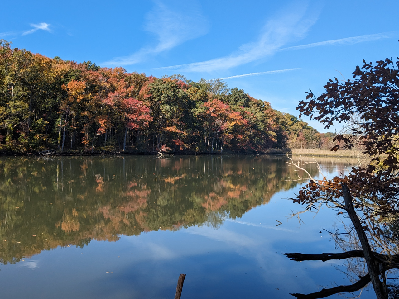 pond and fall trees