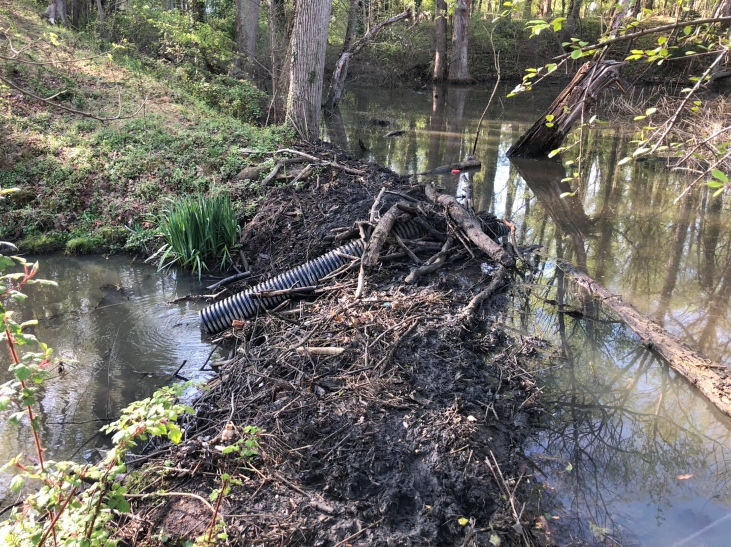 pond leveler north cypress branch