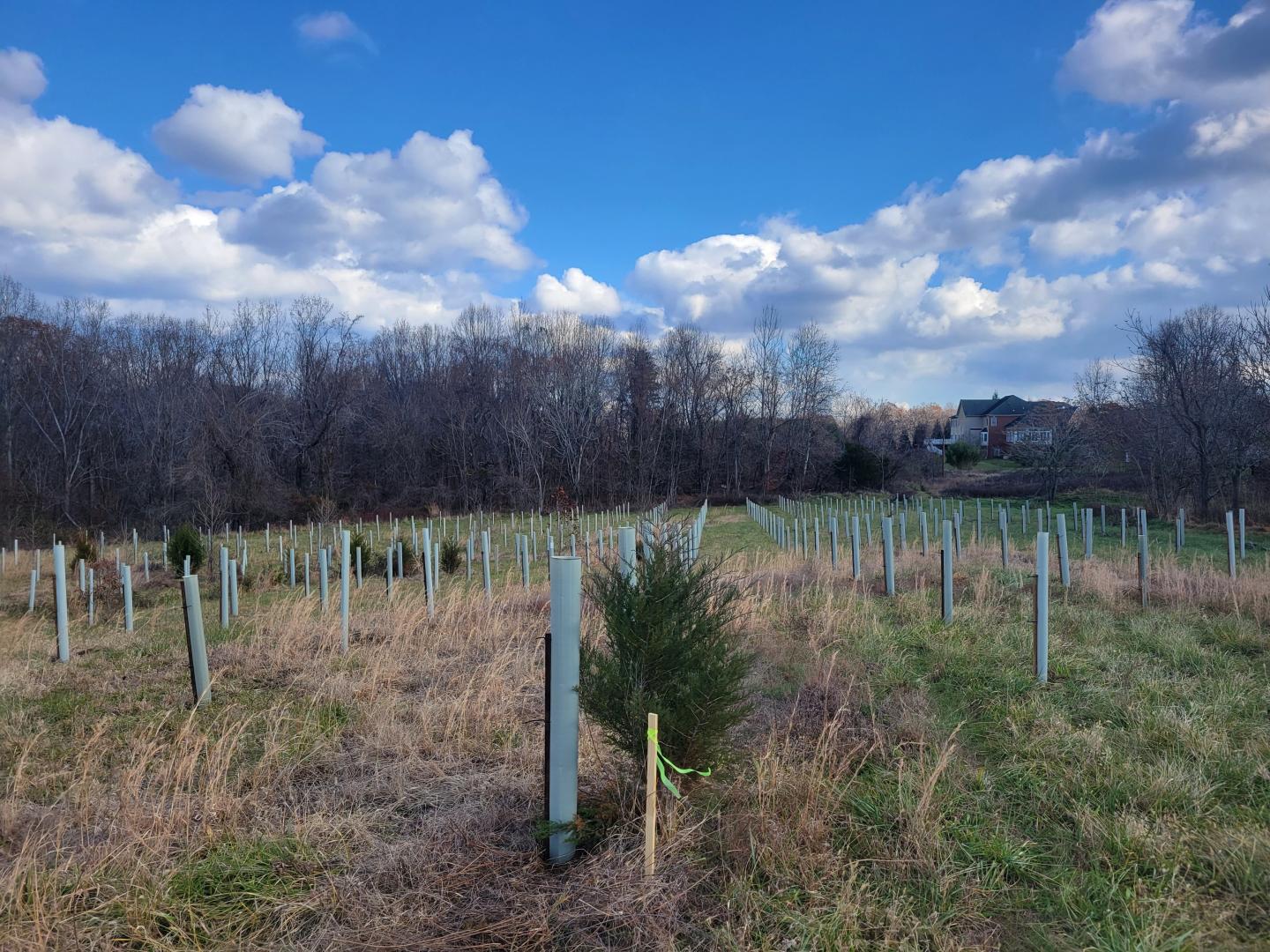 Tree Planting in Crownsville (After)