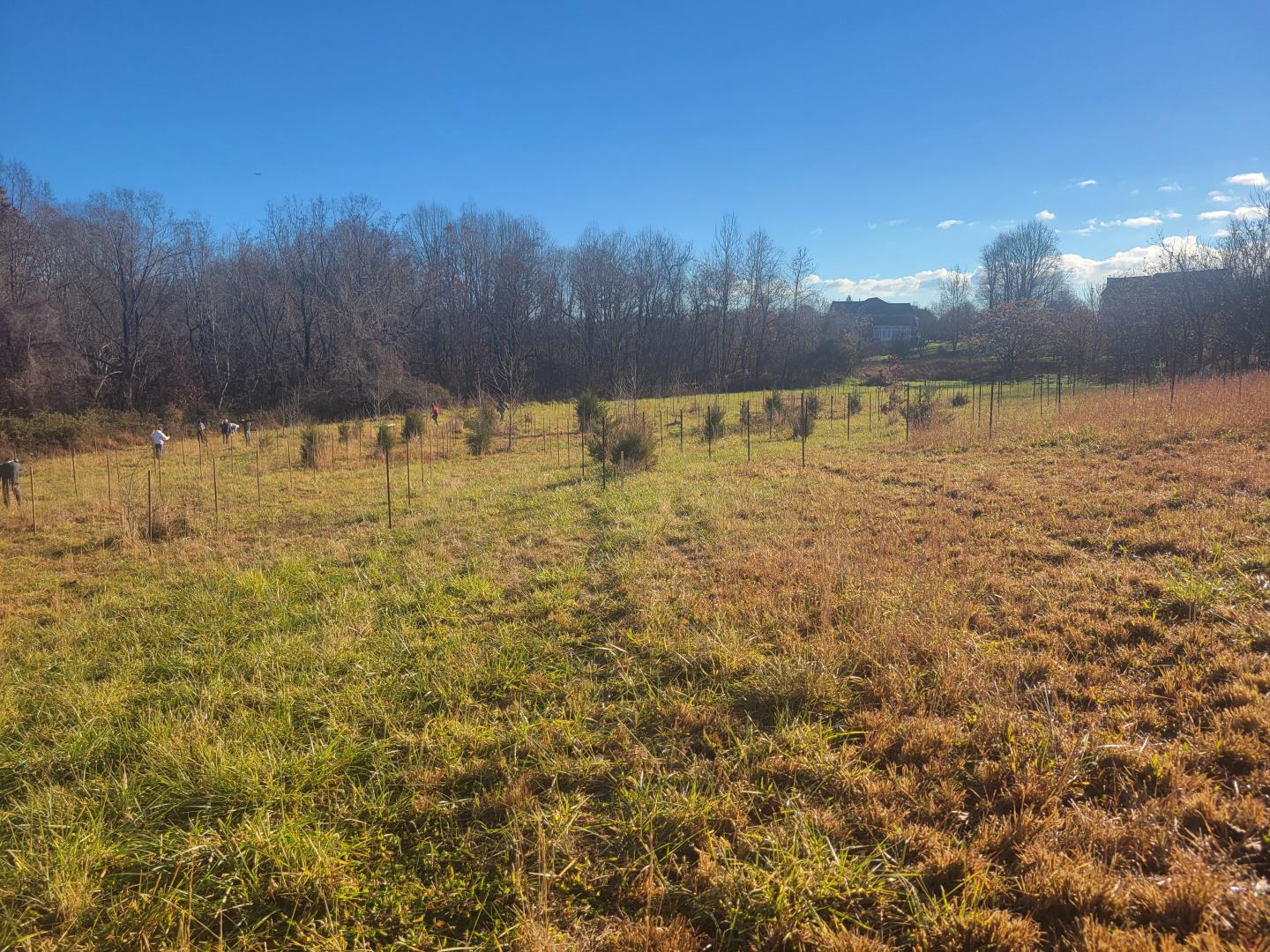 Tree planting in Crownsville (Before)