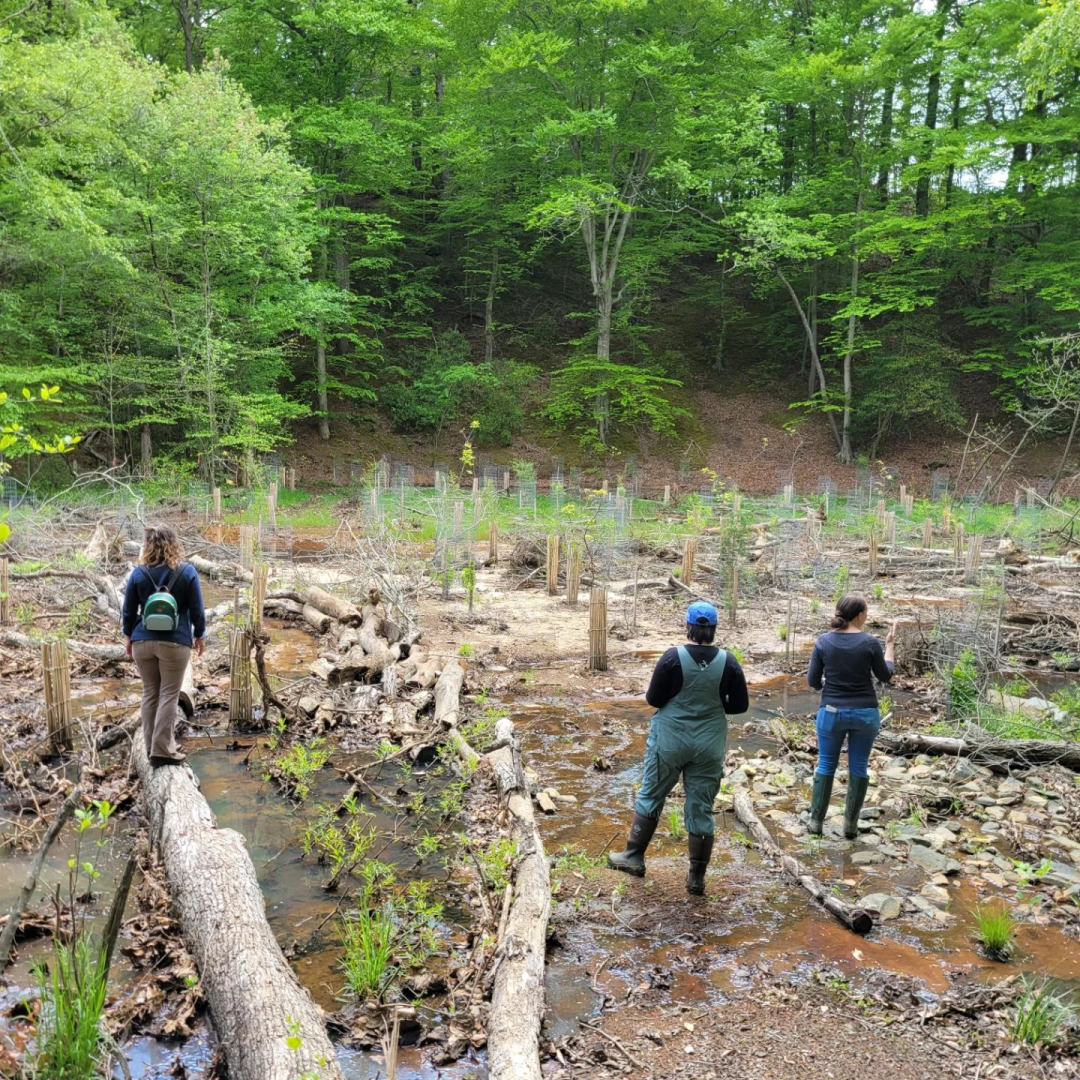 Guided Tour Broad Creek