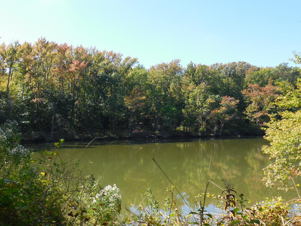 pond and trees