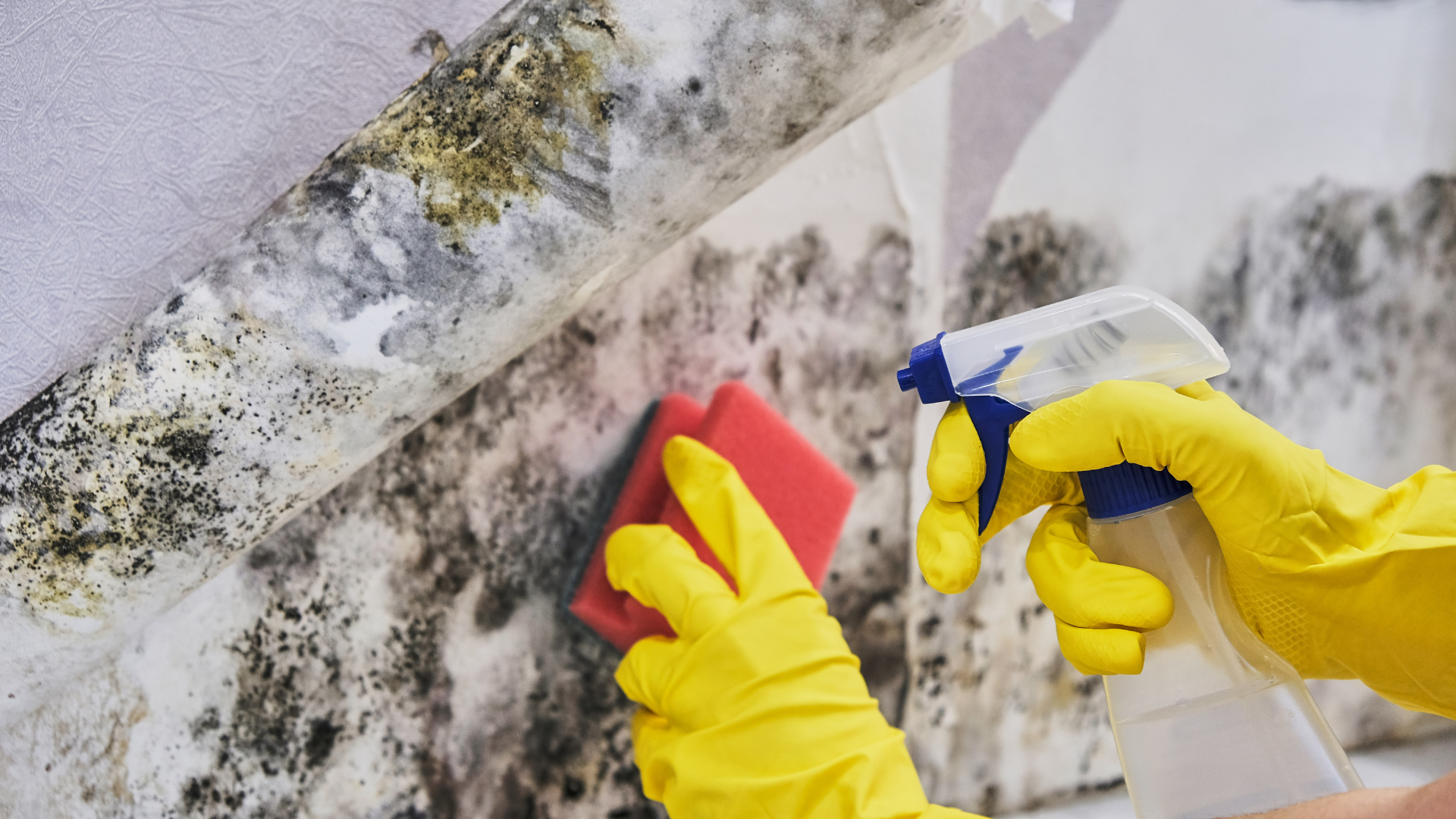 Cleaning Mold