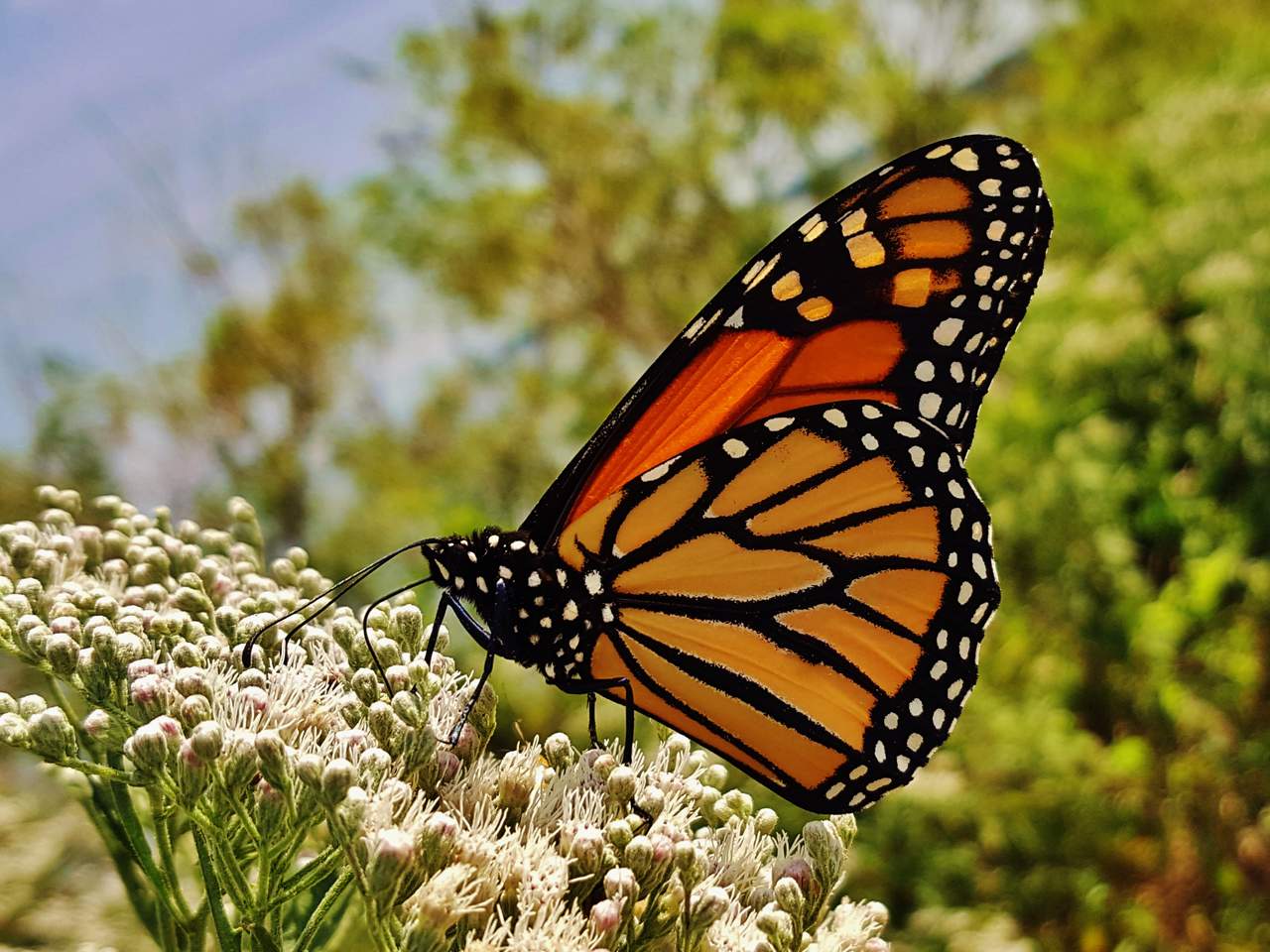 Monarch Butterfly