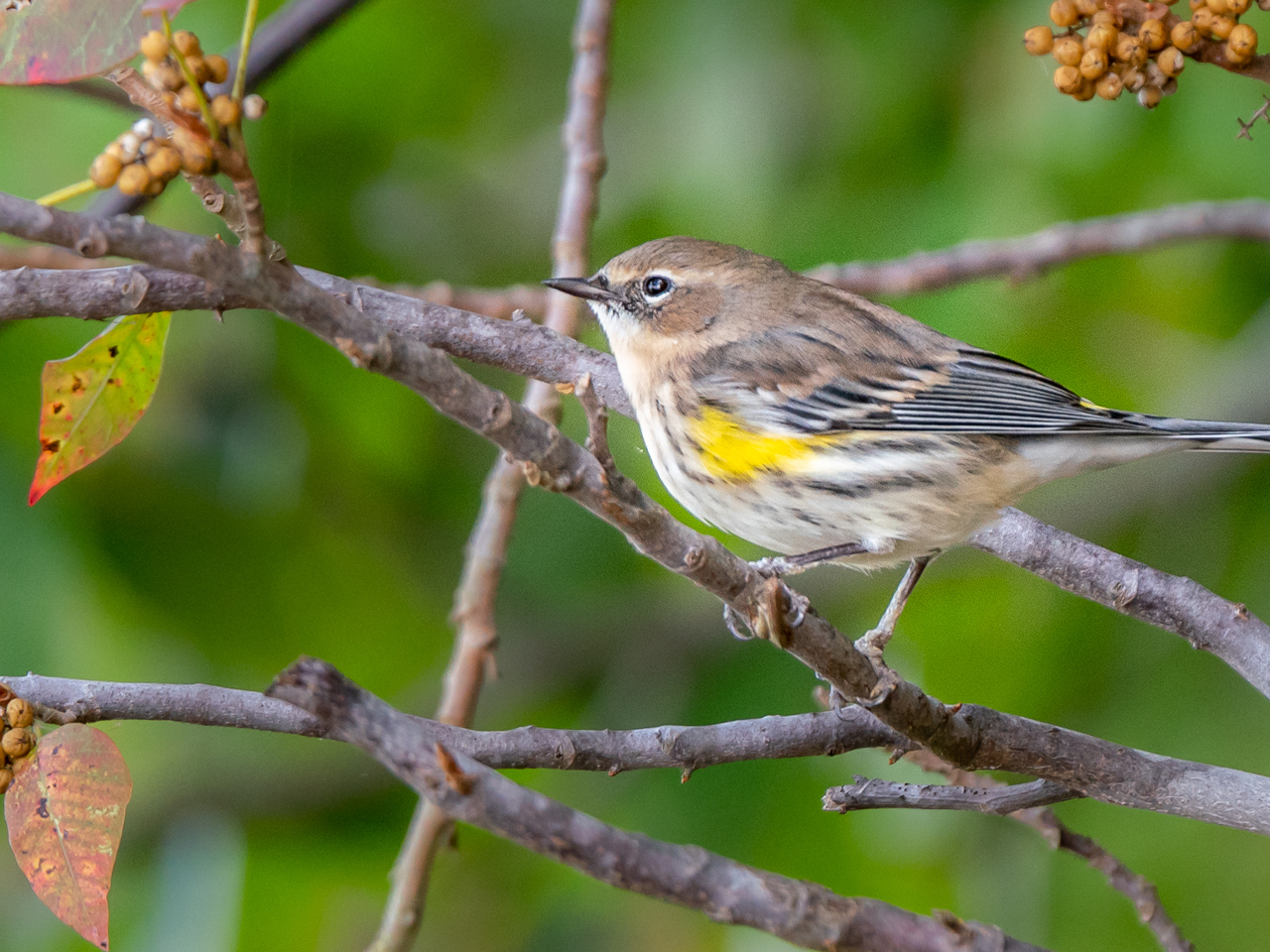 Bird on Tree